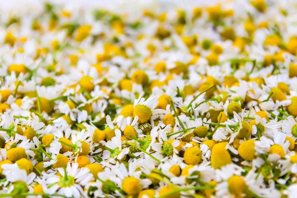chamomile-flowers